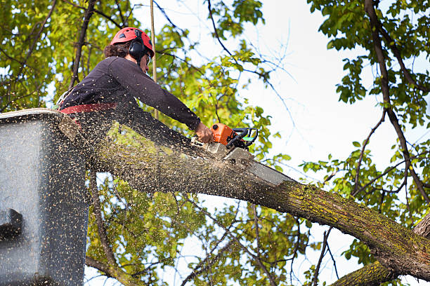 Best Hedge Trimming  in Altamonte Springs, FL